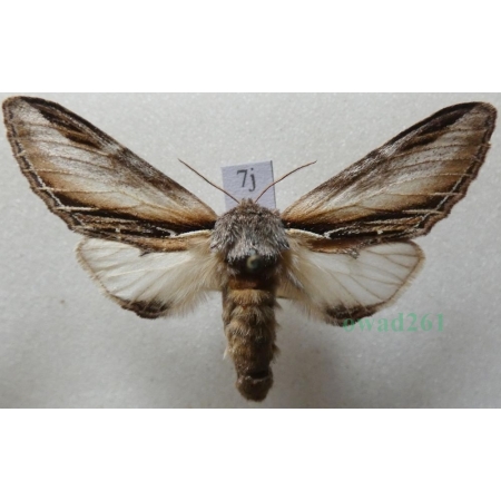 Pheosia tremula (Clerck, 1759) female Garbatka osinówka Czech7j